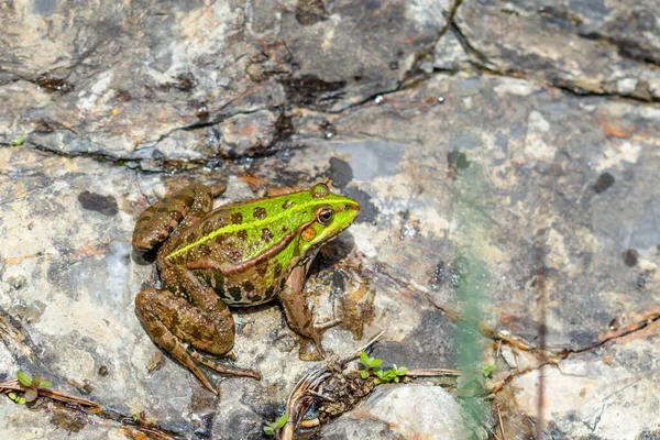 Green Frog Nature Closeup Frog — Photo