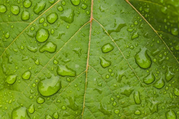 Nahaufnahme Von Tautropfen Auf Einem Grünen Blatt — Stockfoto