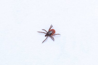 Beyaz arkaplanda tik tak, yakın çekim.