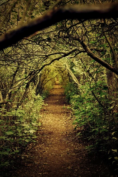 Δρόμος στο βαθύ δάσος — Φωτογραφία Αρχείου