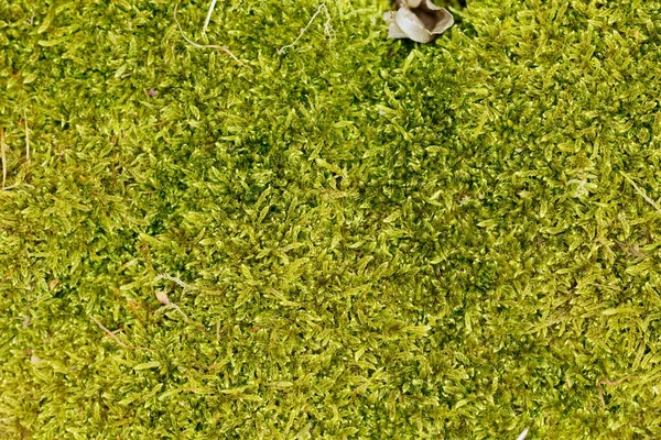 Texture of moss — Stock Photo, Image