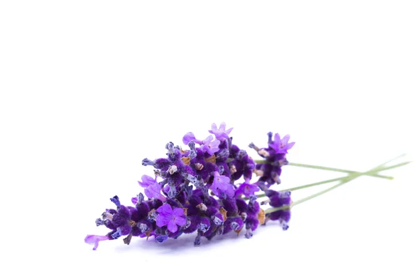Beyaz arkaplanda lavanta izole edildi
