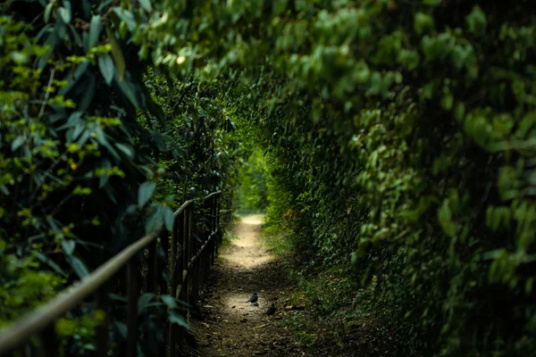 Ver in het diepe bos — Stockfoto