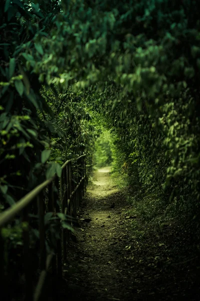 Caminho na floresta profunda — Fotografia de Stock