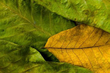 Sonbahar yaprakları. Renkli yaprakları fındık eski ahşap masa üzerinde. Yaprakların arka plan.