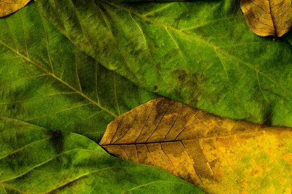 Foglie d'autunno. Foglie colorate noce su vecchio tavolo di legno. Sfondo di foglie . — Foto Stock