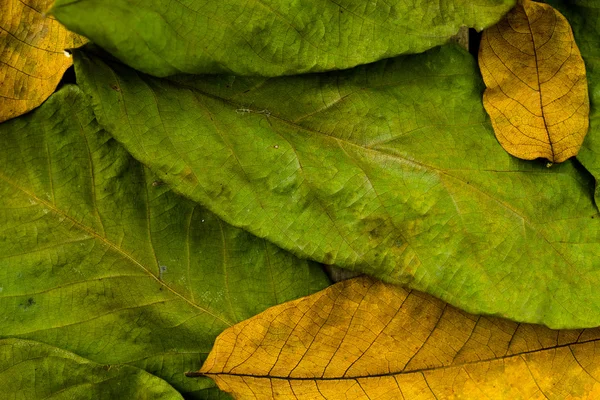 Φθινοπωρινά φύλλα. Πολύχρωμα φύλλα ΚΑΡΥΔΙ στο παλιό ξύλινο τραπέζι. Υπόβαθρο των φύλλων. — Φωτογραφία Αρχείου