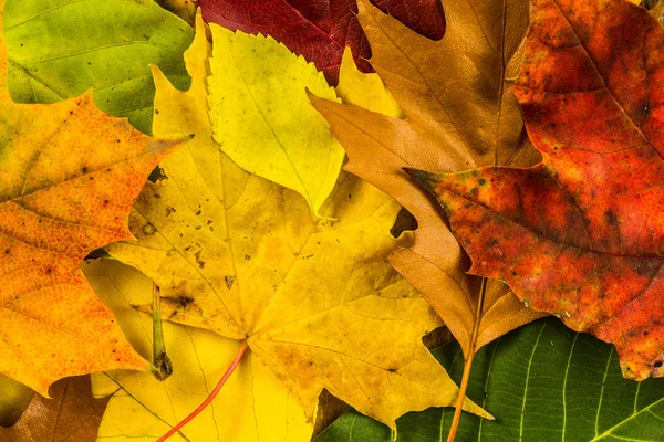 Feuilles d'automne. Feuilles colorées noix sur une vieille table en bois. Contexte des feuilles . — Photo