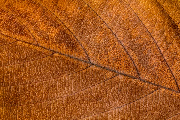 Herbstlaub. Textur der Herbstblätter.. Hintergrund der Blätter. — Stockfoto
