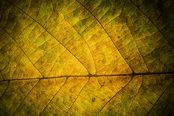 Herbstlaub. Textur der Herbstblätter.. Hintergrund der Blätter. — Stockfoto