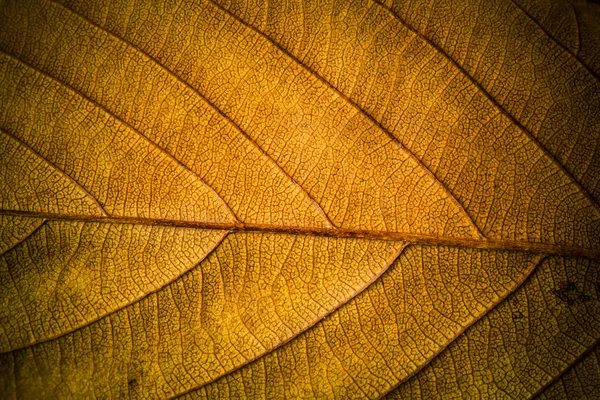 Herbstlaub. Textur der Herbstblätter.. Hintergrund der Blätter. — Stockfoto