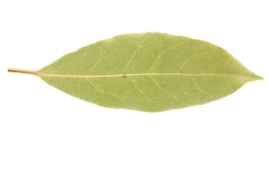 Saha yaprağı beyaz arkaplanda izole edildi