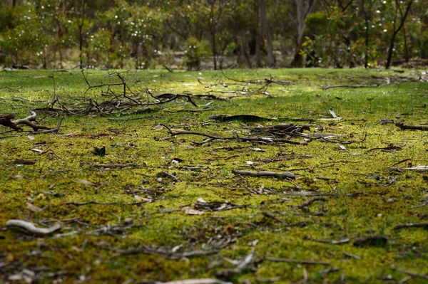 Egy Zöld Moha Szőnyeg Egy Természetes Bokorban Ausztráliában — Stock Fotó