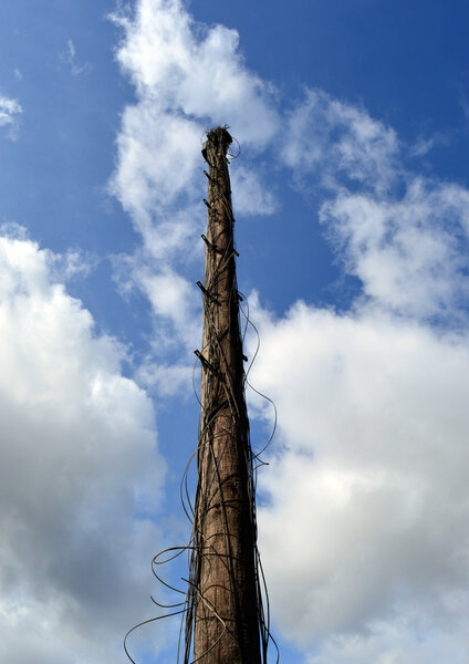 Old  telephone pole