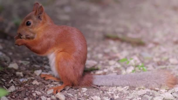 Rotes Eichhörnchen nagt an Brotkruste aus nächster Nähe. — Stockvideo