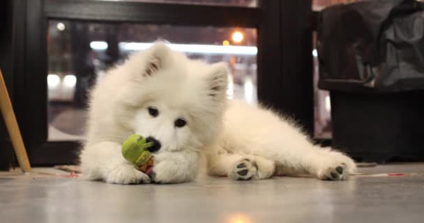 Anjing kecil Samoyed Laika berbaring di lantai kafe dan mengunyah mainan lembut, mengasah gigi — Stok Video