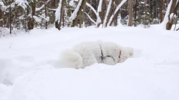 Valp hund ras Samoyed Laika. Vitt fluffigt husdjur ligger i snö i vinterskogen bland träd. — Stockvideo
