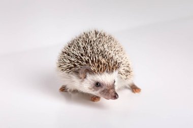 Afrikalı şirin kirpi beyaz arka plandaki kameraya bak, izole edilmiş, yakın plan..