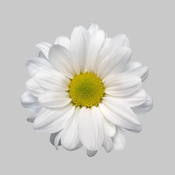 Isolated Flower White Aster Chrysanthemum Gerbera Daisy Grey Background Close — Stock Photo, Image