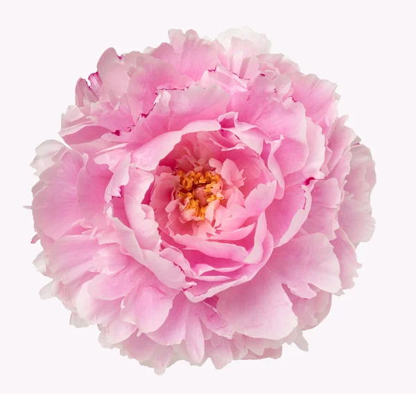 Floreciente Flor Peonía Capullo Rosa Estudio Disparo Aislar Primer Plano — Foto de Stock