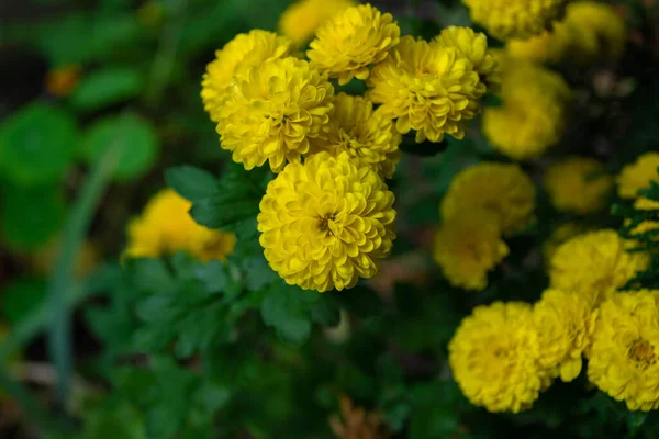 黄色的菊花 公园里盛开的五彩缤纷的菊花 — 图库照片