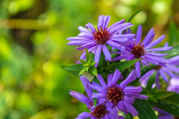 Aster Flower Beautiful Blue Autumn Flowers — Stock Photo, Image