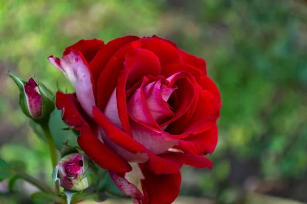 Röd Ros Blommar Trädgården — Stockfoto