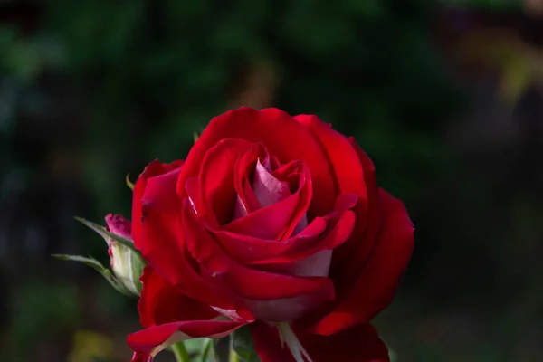Une Rose Rouge Dans Jardin Sur Fond Sombre — Photo
