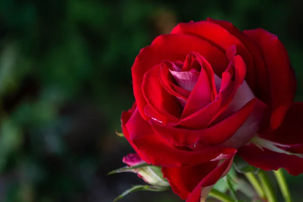 Une Rose Rouge Fleurissant Dans Jardin — Photo