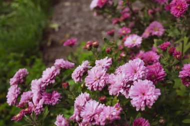 Bahçede yetişen kırmızı-pembe bir kasımpatı çalısı.