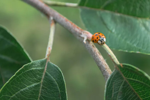 Ladybug Een Tak Van Een Appelboom Tussen Groene Bladeren — Stockfoto