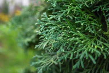 thuja yeşil devi parkta bıraktı.