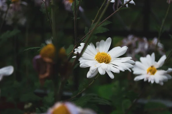 Λευκά Χρυσάνθεμα Στον Κήπο Φθινόπωρο Σκούρο Φόντο — Φωτογραφία Αρχείου