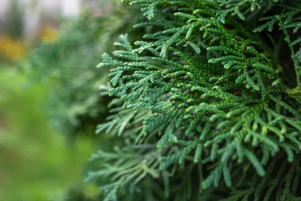 thuja yeşil devi parkta bıraktı.