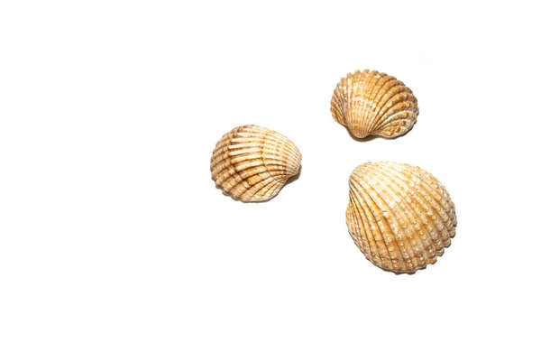 Large Seashells White Background — Stock Photo, Image