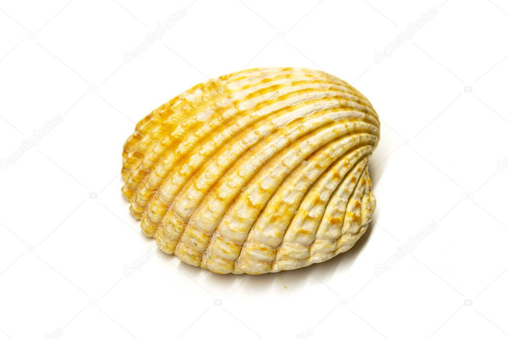 Large seashell on white background top view