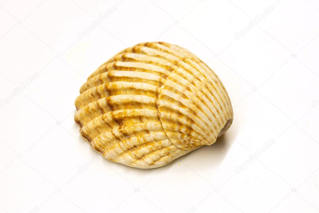 Large seashell on white background top view