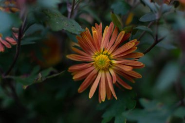 Bahçede güzel kasımpatı, güzel sonbahar çiçekleri