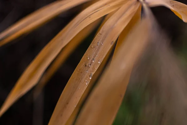 Dry reed leaves with matine dew drops