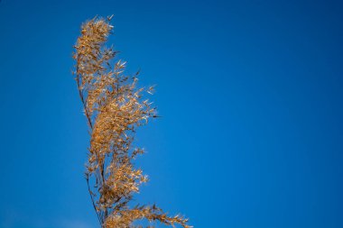Mavi gökyüzüne karşı nehirde kuru sazlıklar var.