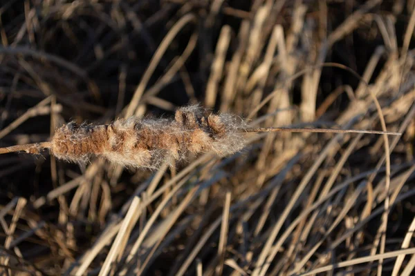 dry river reeds in dried sedge in late autumn