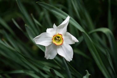 Koyu yeşil yapraklı beyaz narsisli çiçek