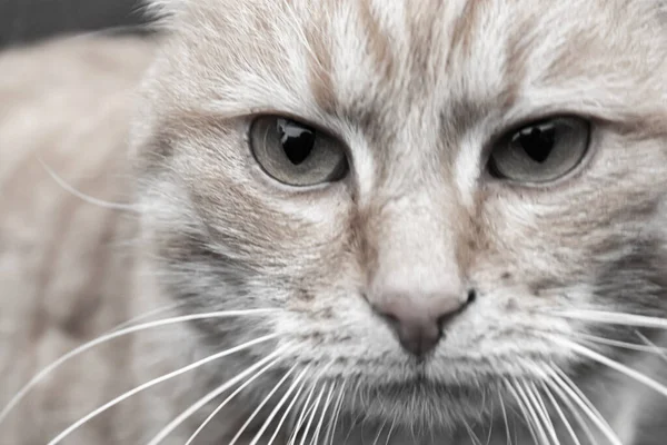 Boze Kat Kijkt Recht Aan Gezicht Van Dichtbij — Stockfoto