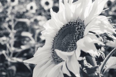 Siyah ve beyaz renklerde güzel ayçiçeği. Bir yaz tarlasında seçici bir şekilde odaklanmış ve fotoğraflanmış..