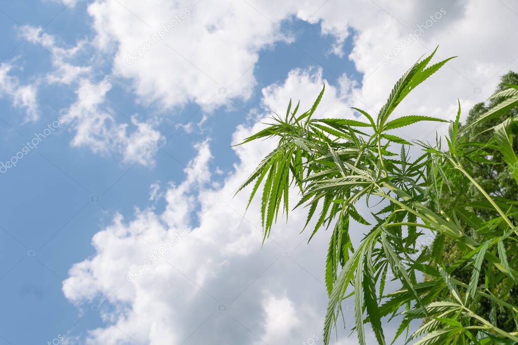 Green cannabis leaves against the sky, background image. Themed pictures of marijuana.