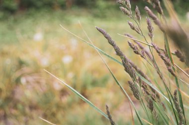 Yaz çimenleri. Güzel bulanık bir arka planda çim kulakları.