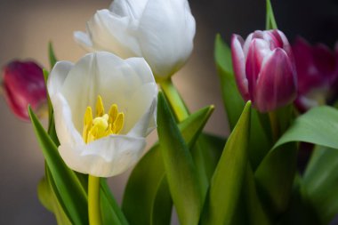 Karanlık bir arka plandaki laleler. Seçici odak.