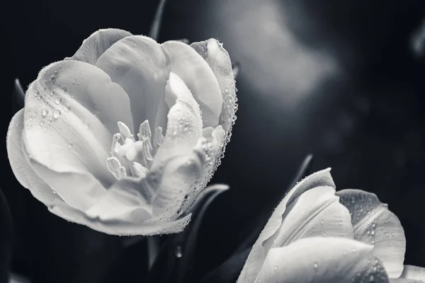Weiße Tulpe Vor Dem Hintergrund Des Nachthimmels Schwarz Weiß Foto — Stockfoto