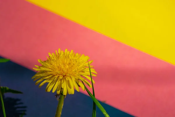 Diente León Amarillo Floreciente Con Hojas Hierba Fondo Bandera Alemania —  Fotos de Stock