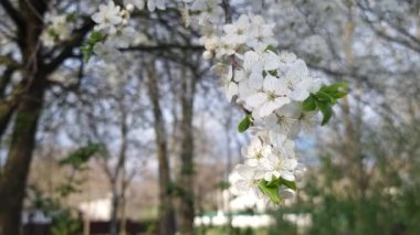 İlkbaharda çiçek açan erik dalları yumuşak bulanık ağaçların arka planına karşı. Bahar teması. Çiçek açan bahçeler.